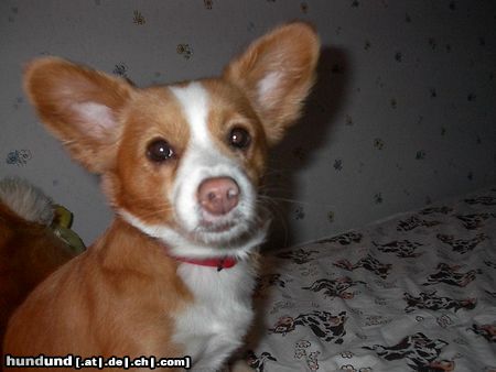 Podengo Portugueso Pequeno Hunde Foto 12814 Podengo Portugueso Pequeno Podengo Pequeno