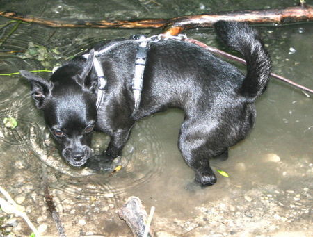 Podengo Portugueso Pequeno Idefix auf der Jagd nach Steinen