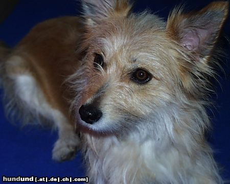 Podengo Portugueso Pequeno Hunde Foto 5473 Podengo Portugueso Pequeno Unsere Frau Stöbermeier von der Insel Menorca