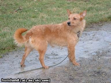 Podengo Portugueso Pequeno Hunde Foto 3593 Podengo Portugueso Pequeno Zora