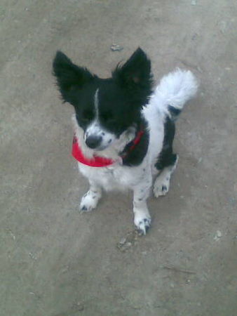 Podengo Portugueso Pequeno Hunde Foto 43709 Podengo Portugueso Pequeno Tiffy (Foto vom 31.01.2009)
