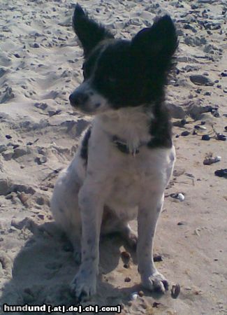 Podengo Portugueso Pequeno Hunde Foto 46144 Podengo Portugueso Pequeno