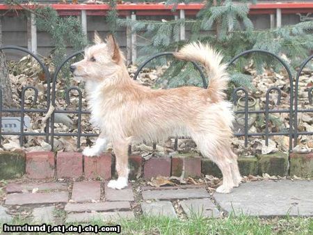 Podengo Portugueso Pequeno Hunde Foto 15746 in höherer Auflösung ansehen Podengo Portugueso Pequeno Podengo Pequeno