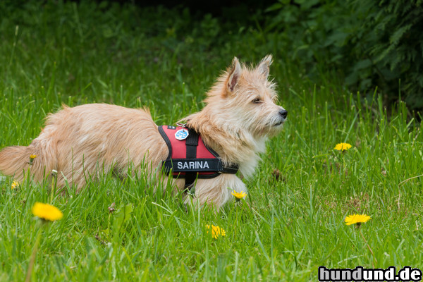Podengo Portugueso Pequeno Hunde Foto 47563 Podengo Portugueso Pequeno Sarina kommt aus dem Tierschutz ohne Rassenangabe. Ich glaube, sie ist ein portugueso pequeno