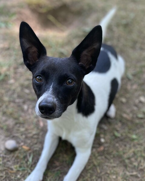Podengo Portugueso Pequeno Hunde Foto 47836 Podengo Portugueso Pequeno Grisu of Nice Crazy Home