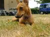 Podengo Portugueso Pequeno Foto: zosja op vakantie (ID 23972) Podengo Portugueso Pequeno Hund