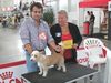 Podengo Portugueso Pequeno Foto: Umbigo de Viamonte (ID 35043) Podengo Portugueso Pequeno Hund