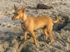 Podengo Portugueso Pequeno Foto: zosja (ID 32390) Podengo Portugueso Pequeno Hund