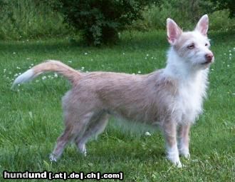 Podengo Portugueso Pequeno Hunde Foto 5419 Podengo Portugueso Pequeno INT CH, Marella Jarra