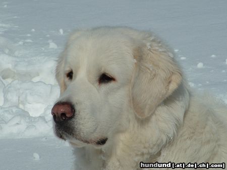 Polski Owczarek Podhalanski Hunde Foto 18778 in höherer Auflösung ansehen Polski Owczarek Podhalanski Quanda vom Wogenrain