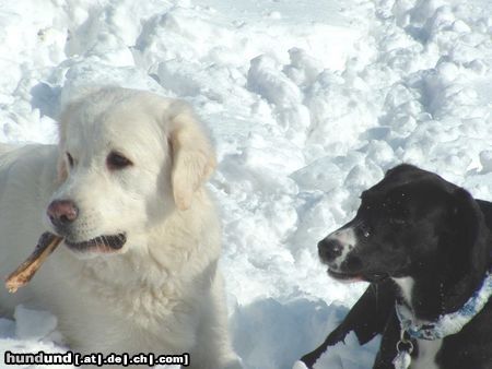 Polski Owczarek Podhalanski Hunde Foto 18777 in höherer Auflösung ansehen Polski Owczarek Podhalanski Kasia & Kessy sind glücklich im Schnee