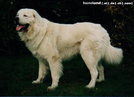 Polski Owczarek Podhalanski Hunde Foto 16859 Polski Owczarek Podhalanski Archi von Rockys Göldberg