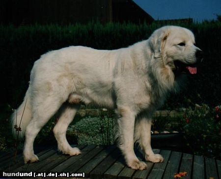 Polski Owczarek Podhalanski Hunde Foto 16416 Polski Owczarek Podhalanski Archi von Rockys Goldberg VDH-Ch.+FCI-Ch.+ Luxb.-Ch.