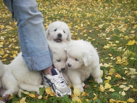 Polski Owczarek Podhalanski Snowy Coats puppys 2006 going to USA