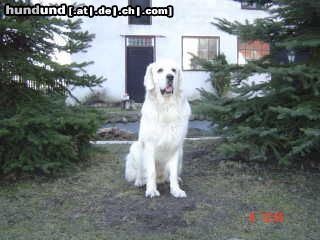 Polski Owczarek Podhalanski Hunde Foto 18848 Polski Owczarek Podhalanski Redyk Spiska Watra