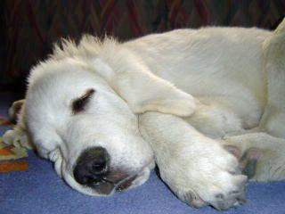 Polski Owczarek Podhalanski Hunde Foto 29608 in höherer Auflösung ansehen Polski Owczarek Podhalanski REDYK SPISKA WATRA