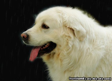 Polski Owczarek Podhalanski Hunde Foto 20465 in höherer Auflösung ansehen Polski Owczarek Podhalanski CACIB Erfurt 2005