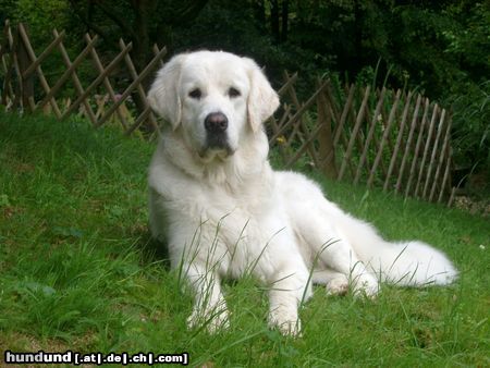 Polski Owczarek Podhalanski Hunde Foto 13275 Polski Owczarek Podhalanski Im Garten ist es doch am schönsten (Quanda vom Wogenrain)