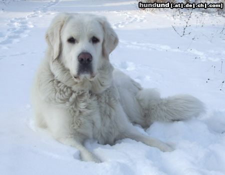 Polski Owczarek Podhalanski Hunde Foto 18521 in höherer Auflösung ansehen Polski Owczarek Podhalanski Kessy & die weiße Pracht - ach wie herrlich