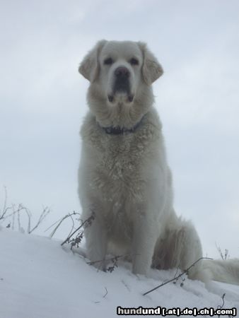 Polski Owczarek Podhalanski Hunde Foto 19019 in höherer Auflösung ansehen Polski Owczarek Podhalanski Frauchen hier Oben bin ich!!!