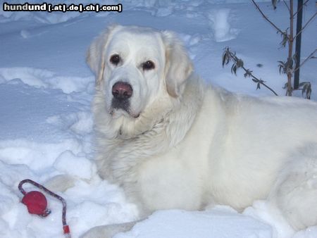 Polski Owczarek Podhalanski Hunde Foto 19181 in höherer Auflösung ansehen Polski Owczarek Podhalanski Na Frauchen, spielen wir noch ein bisschen Ball?