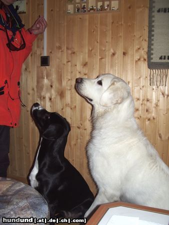 Polski Owczarek Podhalanski Hunde Foto 19631 in höherer Auflösung ansehen Polski Owczarek Podhalanski Bitte, gib uns doch endlich die Wurst