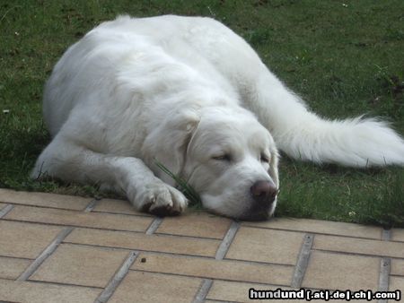 Polski Owczarek Podhalanski Hunde Foto 20612 in höherer Auflösung ansehen Polski Owczarek Podhalanski Siesta ist was Feines