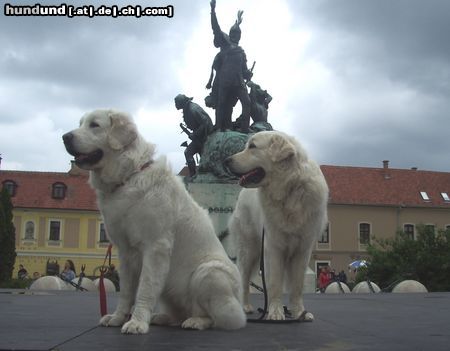 Polski Owczarek Podhalanski Hunde Foto 21744 in höherer Auflösung ansehen Polski Owczarek Podhalanski Auf Kurzurlaub in Ungarn (Eger) mit Halbbruder Champ