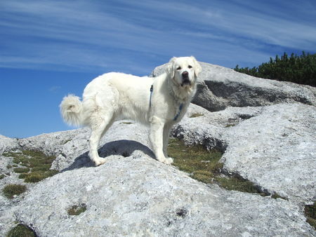 Polski Owczarek Podhalanski Hunde Foto 34514 in höherer Auflösung ansehen Polski Owczarek Podhalanski In die Berg bin i gern...