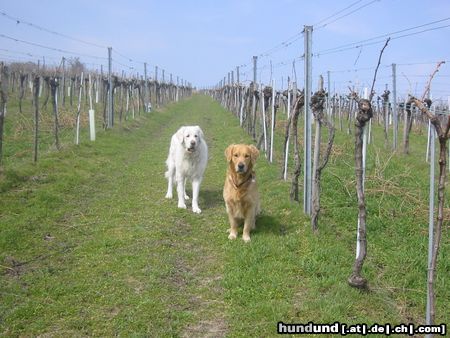 Polski Owczarek Podhalanski Hunde Foto 19913 in höherer Auflösung ansehen Polski Owczarek Podhalanski Maximilian & Kessy in den Weinbergen