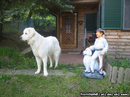 Polski Owczarek Podhalanski Kessy & ihr Gorale bewachen Haus und Berg