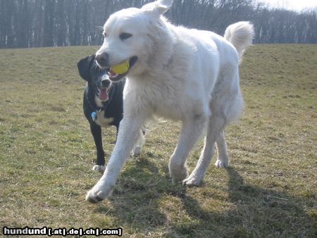 Polski Owczarek Podhalanski Hunde Foto 19794 in höherer Auflösung ansehen Polski Owczarek Podhalanski Ich geb' den Ball aber nicht her!