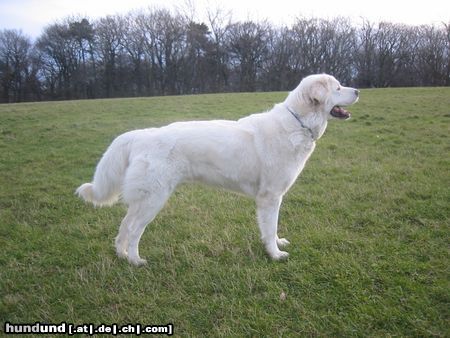 Polski Owczarek Podhalanski Hunde Foto 19790 in höherer Auflösung ansehen Polski Owczarek Podhalanski Allein auf weiter Flur