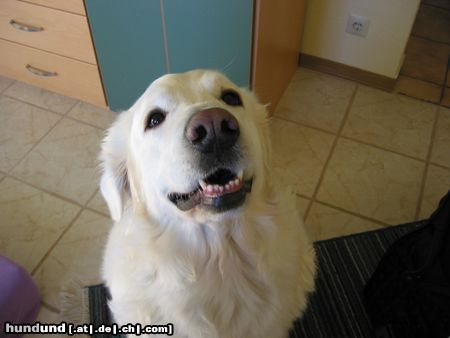 Polski Owczarek Podhalanski Hunde Foto 20173 in höherer Auflösung ansehen Polski Owczarek Podhalanski Los gib ihn mir schon...