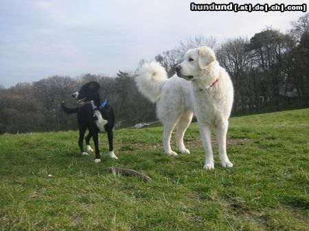 Polski Owczarek Podhalanski Hunde Foto 20609 in höherer Auflösung ansehen Polski Owczarek Podhalanski Was sehen sie denn schon wieder unsere zwei K's