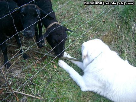 Polski Owczarek Podhalanski Hunde Foto 13274 Polski Owczarek Podhalanski Na ist das Schaf nicht frech. Will mir mein Steckerl stehlen