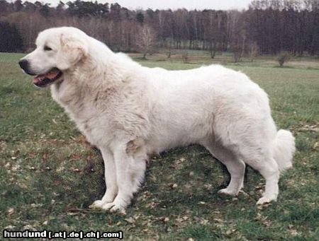 Polski Owczarek Podhalanski Hunde Foto 7922 Polski Owczarek Podhalanski Fadrasz von Gora