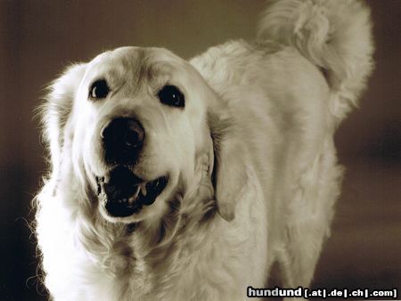 Polski Owczarek Podhalanski Hunde Foto 20000 in höherer Auflösung ansehen Polski Owczarek Podhalanski Jana von der Zottigen Familie