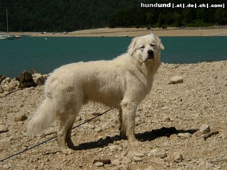 Polski Owczarek Podhalanski Hunde Foto 4317 Polski Owczarek Podhalanski Jurek Biaca Perla, 14 monate