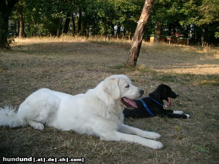 Polski Owczarek Podhalanski Hunde Foto 13273 Polski Owczarek Podhalanski Quanda vom Wogenrain & beste Freundin Kasia beobachten das Treiben auf ihrer so sehr geliebten Hundewiese