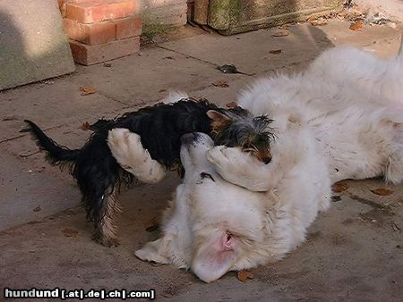 Polski Owczarek Podhalanski Hunde Foto 20337 Polski Owczarek Podhalanski vor allem, wenn man von den Kleinen platt gemacht wird