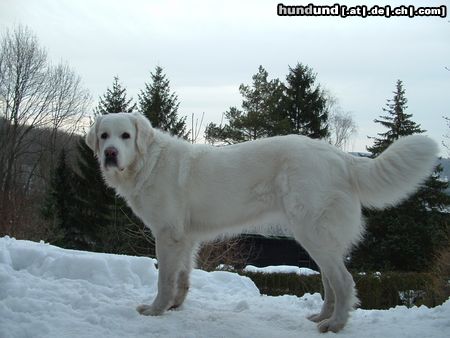 Polski Owczarek Podhalanski Hunde Foto 19632 in höherer Auflösung ansehen Polski Owczarek Podhalanski Bald ist's vorüber mit Schnee, der Frühling naht