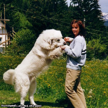 Dekan Pas på skøjte Polski Owczarek Podhalanski, Podhalenhund, Podhalaner, Tatrahund,  Goralenhund Foto 12119 - hundund.de