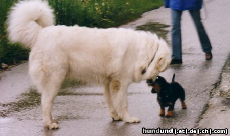 Polski Owczarek Podhalanski Hunde Foto 12120 Polski Owczarek Podhalanski Perry und sein kleiner Freund Edi