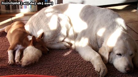 Polski Owczarek Podhalanski Hunde Foto 20176 in höherer Auflösung ansehen Polski Owczarek Podhalanski Spielen ist anstrengend...