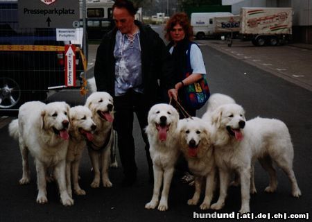 Polski Owczarek Podhalanski Hunde Foto 16417 Polski Owczarek Podhalanski Unsere sanften weißen Riesen,von Rockys Goldberg