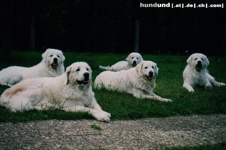 Polski Owczarek Podhalanski Hunde Foto 16418 Polski Owczarek Podhalanski Unsere sanften weißen Riesen,von Rockys Goldberg