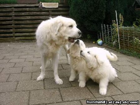 Polski Owczarek Podhalanski Hunde Foto 19296 Polski Owczarek Podhalanski 5 Wochen + 5 Jahre sind wir Bes. Rocky Petry
