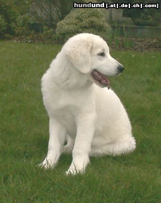 Polski Owczarek Podhalanski Hunde Foto 12849 Polski Owczarek Podhalanski Alida vom Langeloh