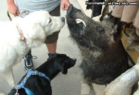 Polski Owczarek Podhalanski Hunde Foto 18827 in höherer Auflösung ansehen Polski Owczarek Podhalanski OOOOOOOOO!!!!!!!!!!!!????????????